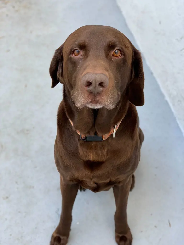 Chocolate Labrador picture captured by Jen Vazquez Photography