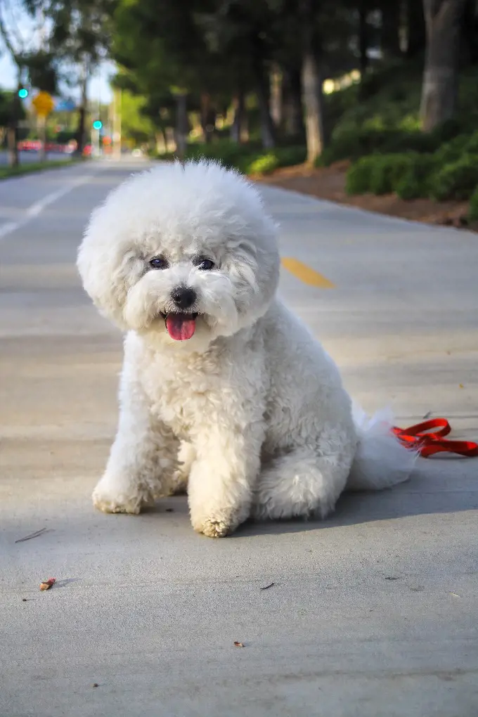 A Bichon Frise dog breed photo by David Brown