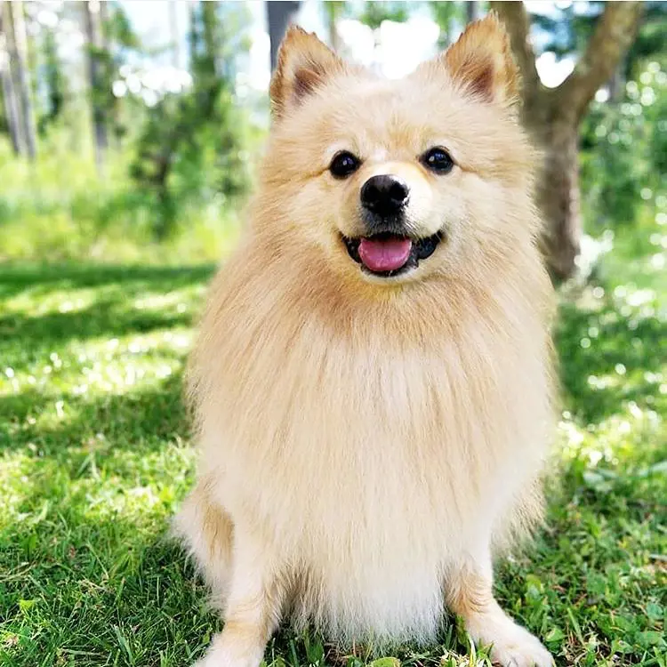 Nitro The Spitz Boy German Spitz dog photo