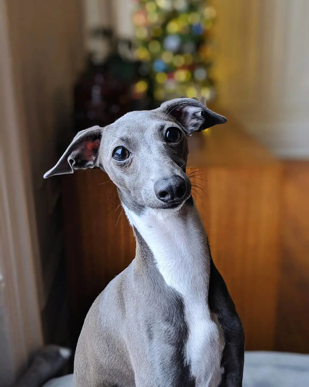 Juno the Italian Greyhound