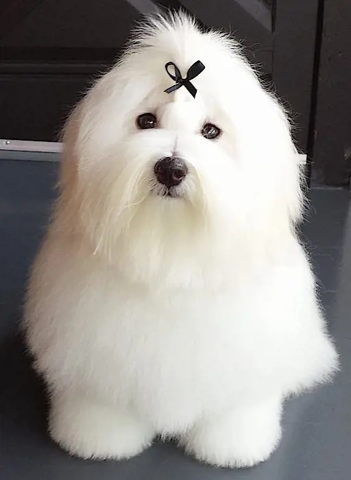 Pure white and cute Coton de Tulear dog breed