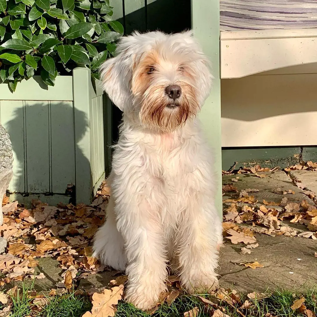 Tibetan Terrier named Peaches is popular on Instagram