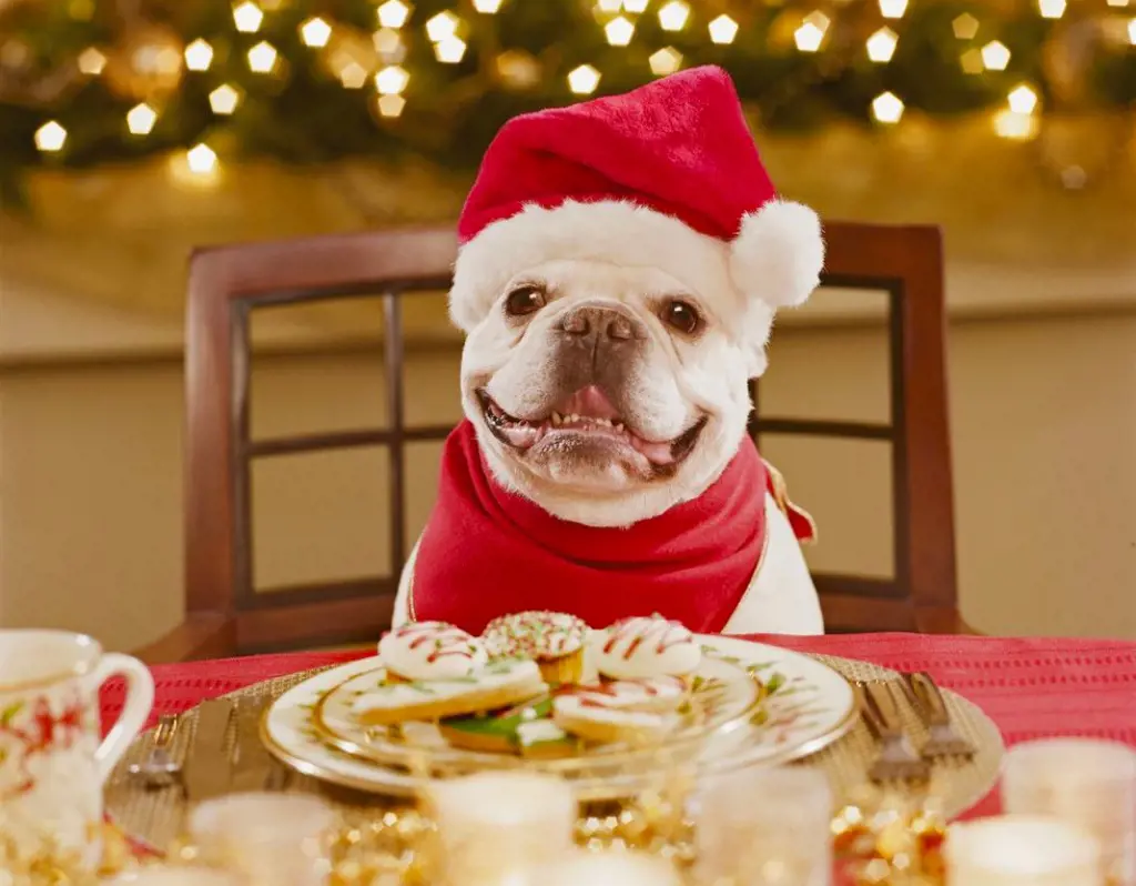 Pug on table for Christmas feast