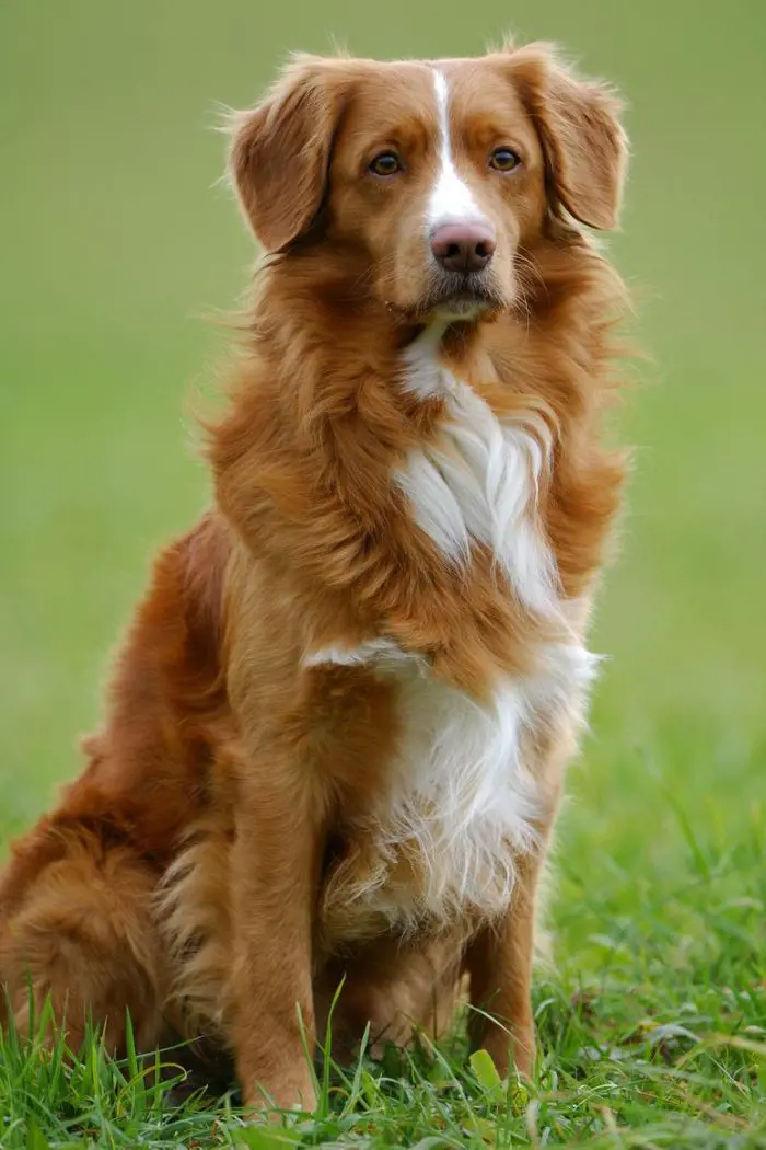 Nova Scotia Duck Tolling Retriever looks adorable as it flaunts its brown fur