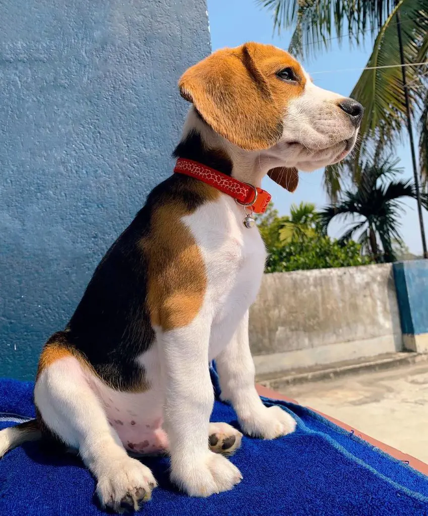 Leo the Beagle is popular on Instagram