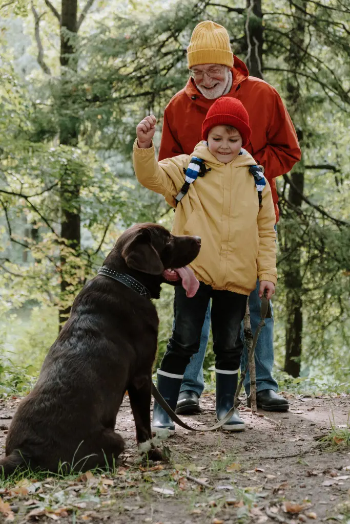 A dark coated Labrador Retriever dog sitting calmly in front of an elderly man and a little kid