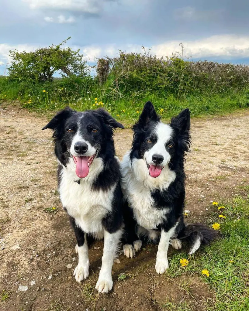 Two adorable Border Collies enjoying a walk in the nature