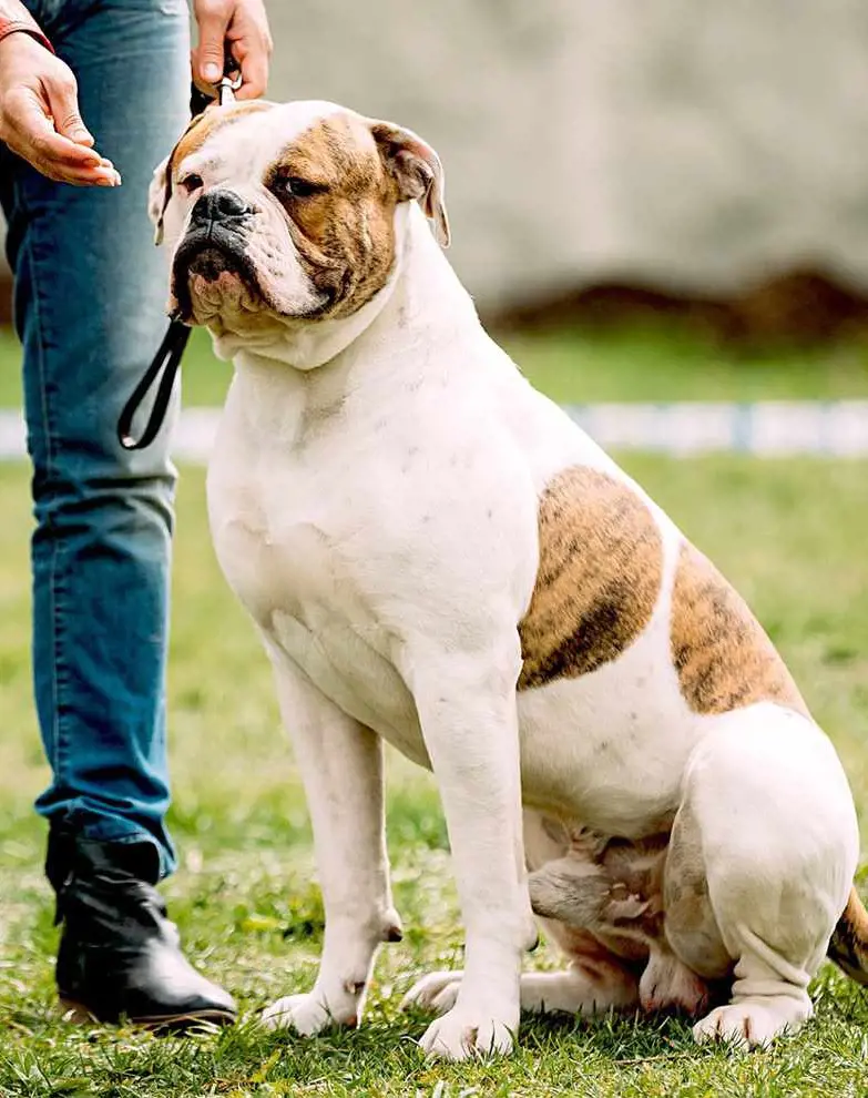 An American Bulldog looking fierce with its iconic stance sitting beside its owner