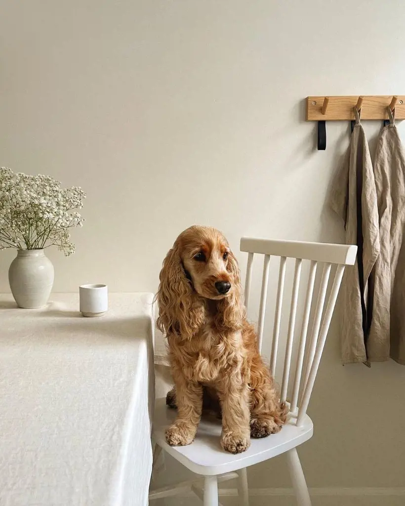 Lumi the Cocker Spaniel looking aesthetic with the matching decor