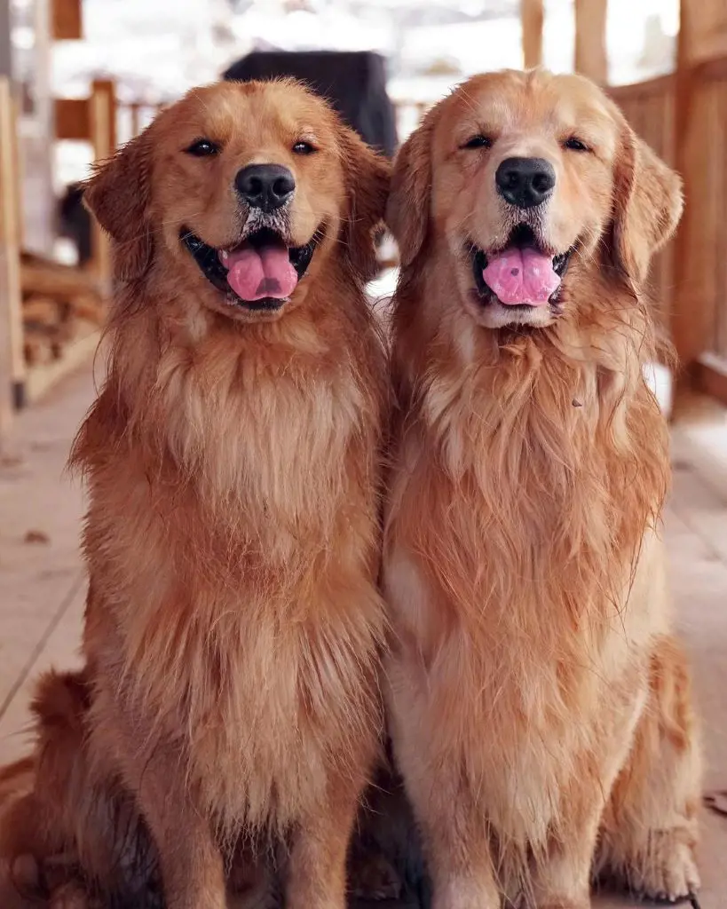 Tucker Budzyn the golden retriever with its son Todd Budzyn