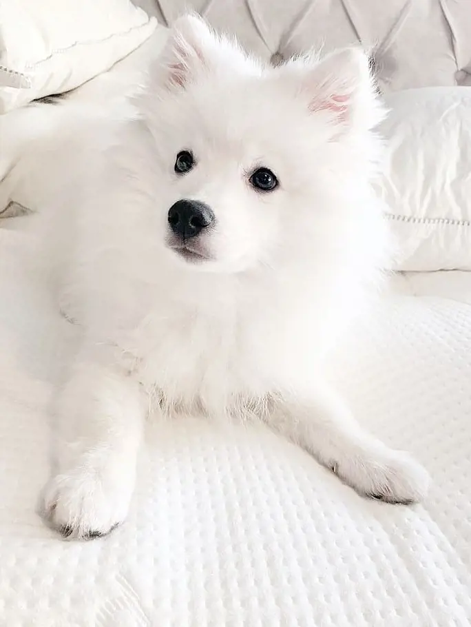 A snow white Japanese Spitz sitting over a bed with white bedsheet