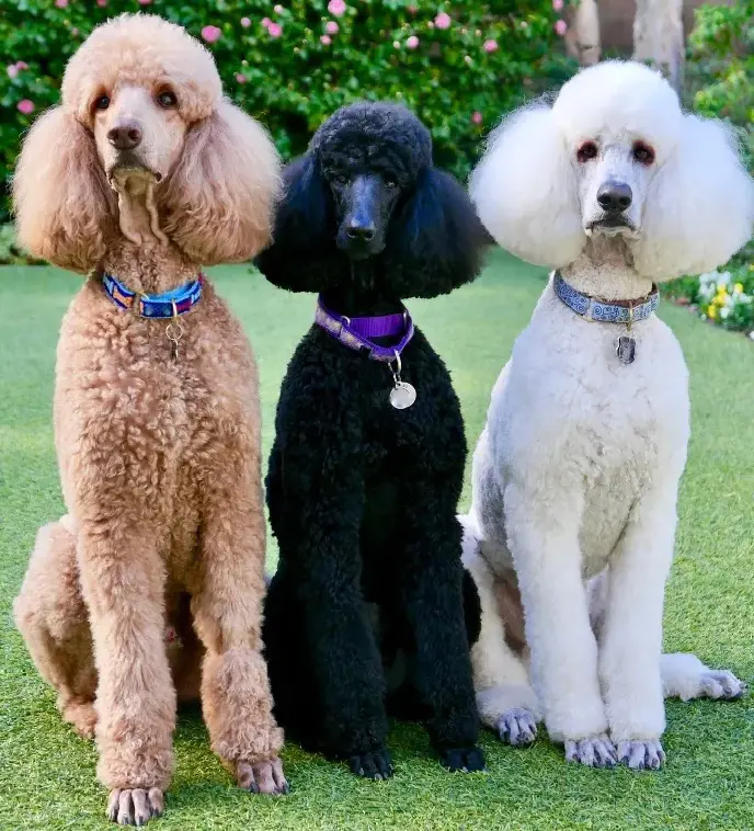 Standard sized Poodles of different colors standing together