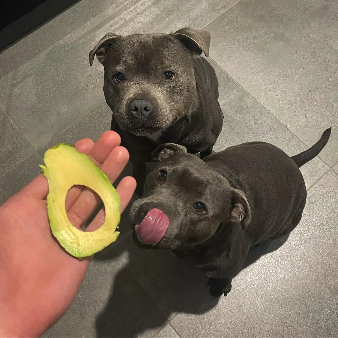 Dogs looking at the avocado