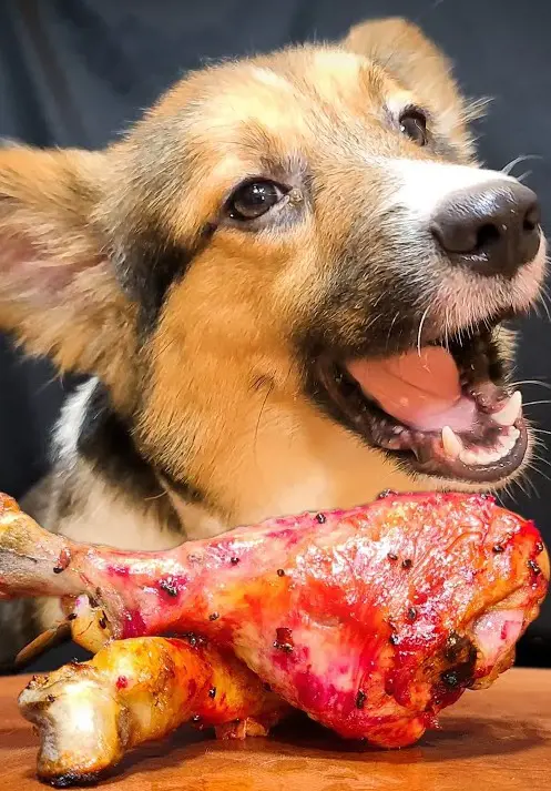 Spicy chicken drumstick in front of a dog