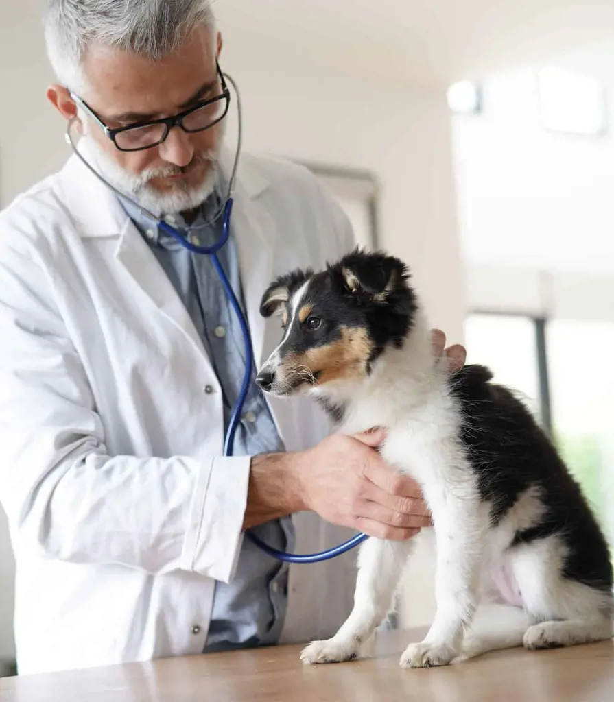 A veterinarian doing a checkup on a dog