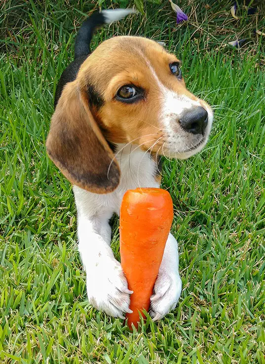 Dog holding a carrot in garden