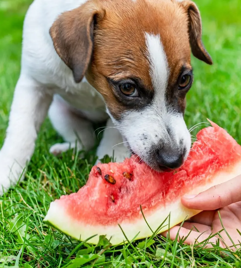 Dog eating a watermelon served to him from hands by a human