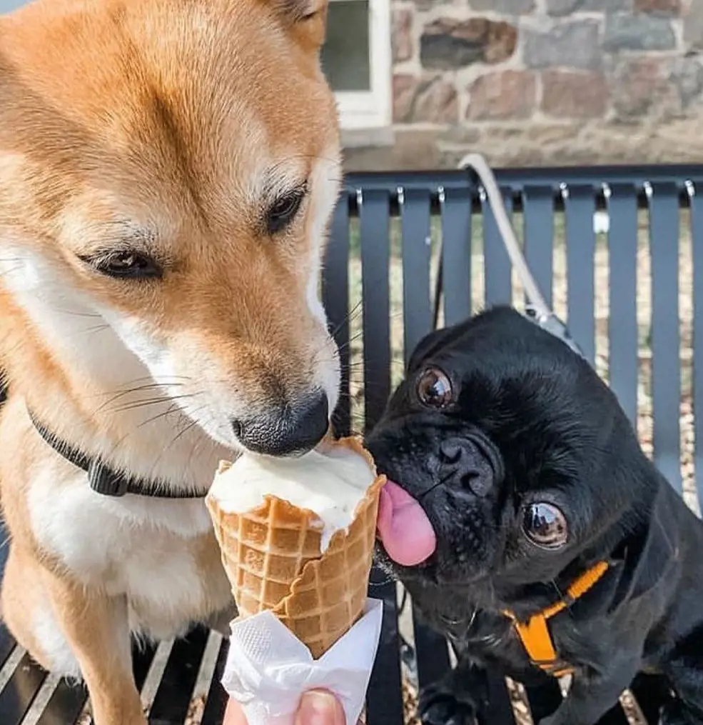 Dogs eating ice cream