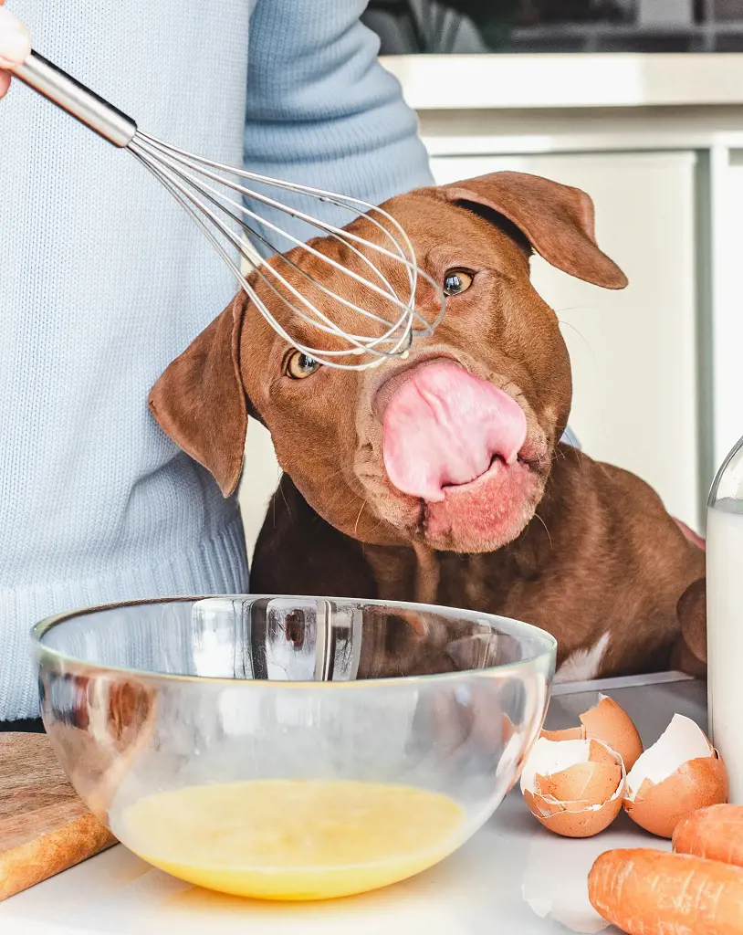 Dog looking at the foods being prepared by human