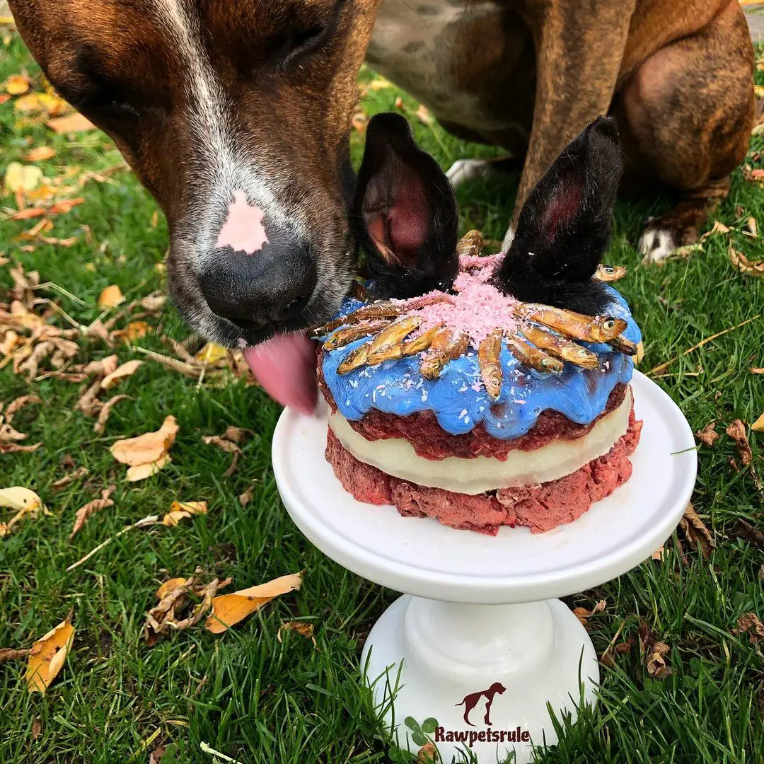 Dog eating a cake made up of raw beef