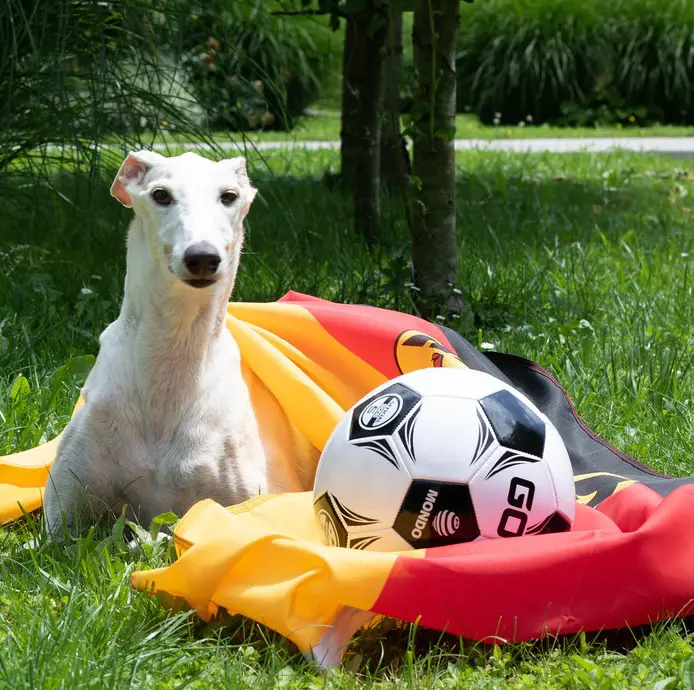 Dog wrapped around a German flag