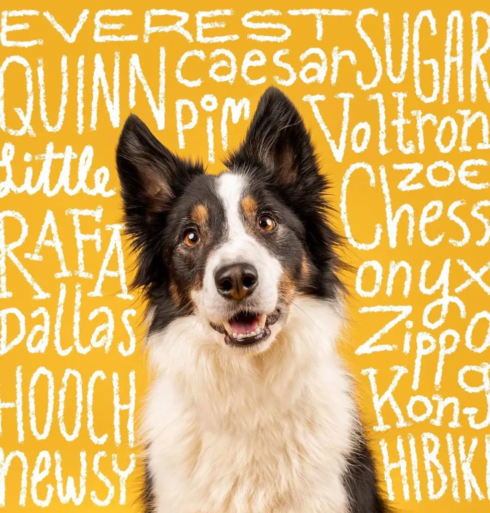 An adorable dog waiting for his name while sitting in front of a background having lots of monikers