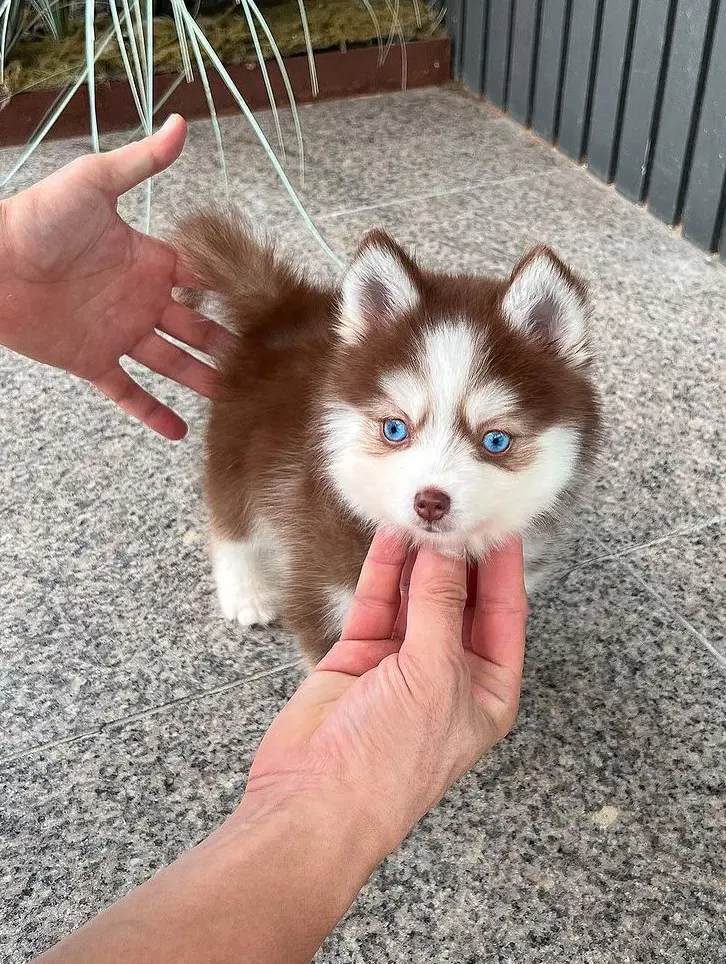 Teacup sized small miniature dog