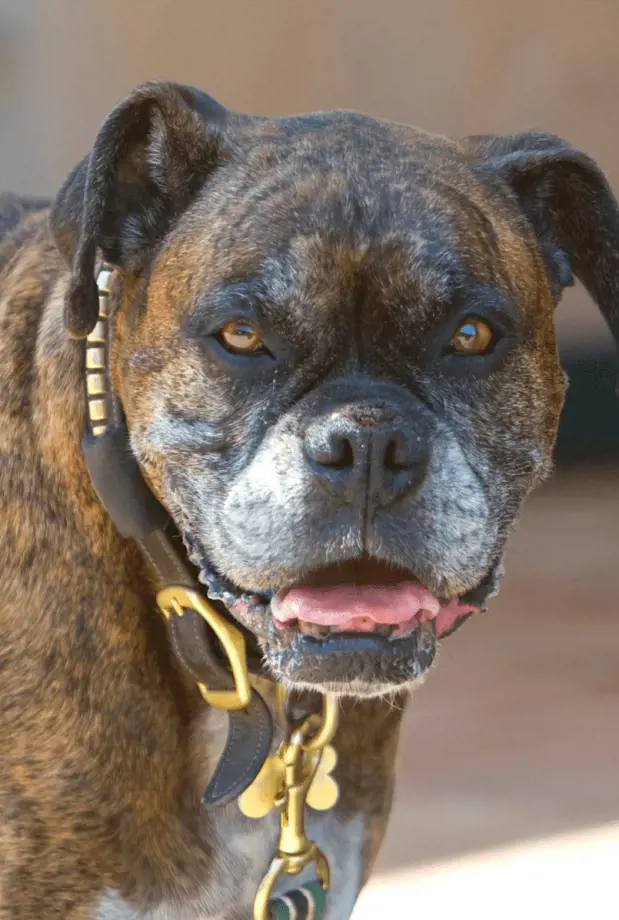 A scary dog looking intimidating because of its size and personality