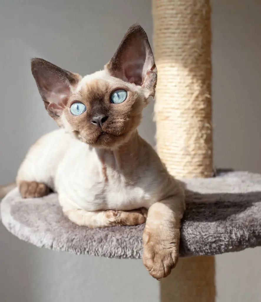 Devon Rex cat resting on a support structure