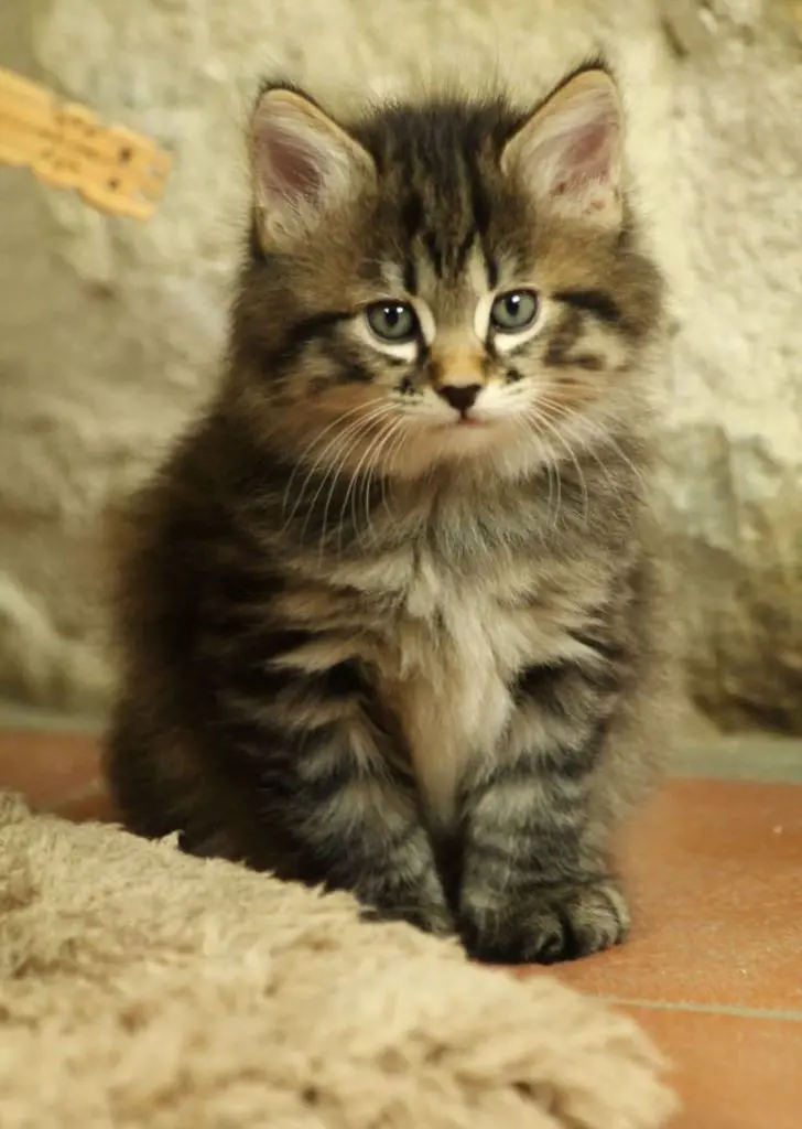 A cute-looking baby Kurilian Bobtail