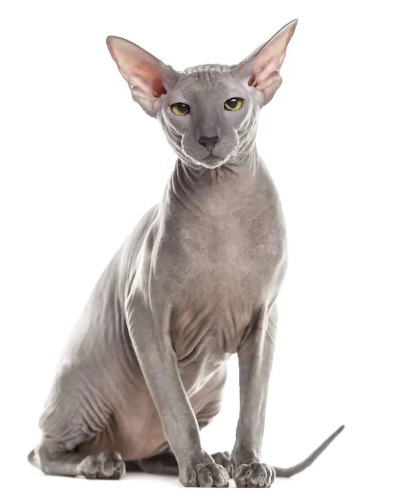 Fully grown adult Peterbald cat