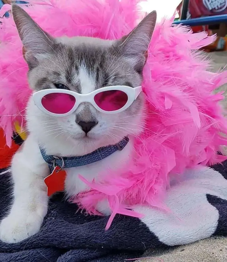 Cat cosplaying Donquixote Doflamingo from the famous anime One Piece