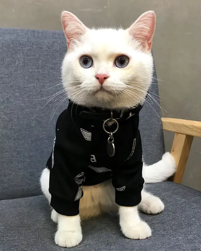 Cat wearing a sporty hoody for men