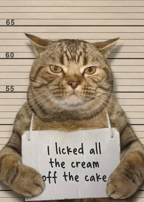 Silly cat posing for a mugshot after committing the crime of licking a cake