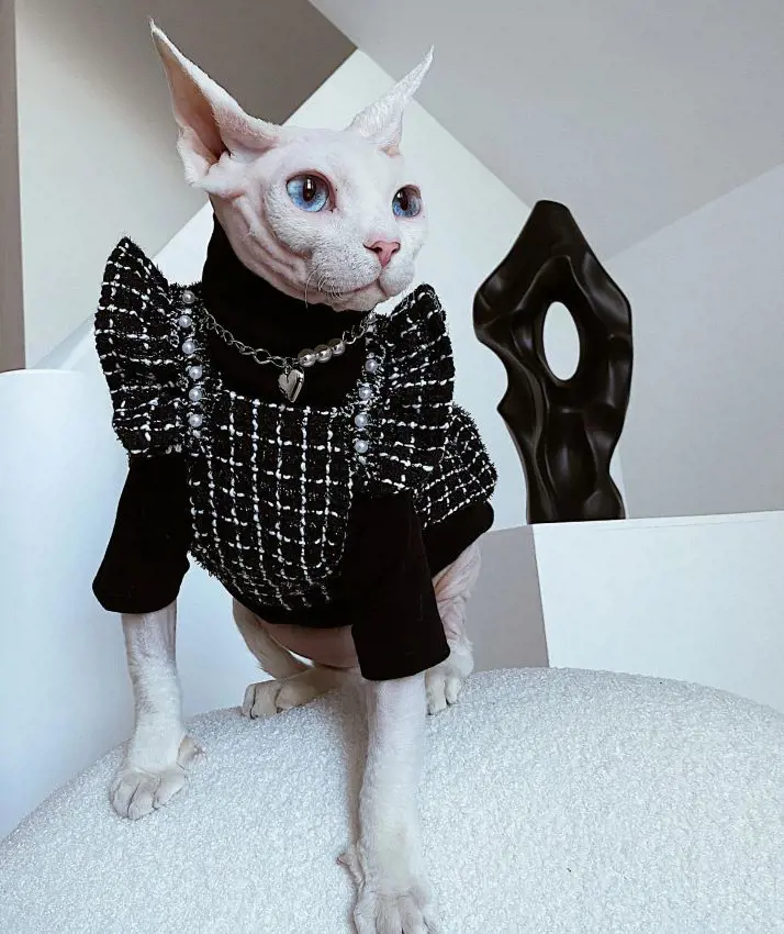 Sphynx cat wearing a popular Spanish dress