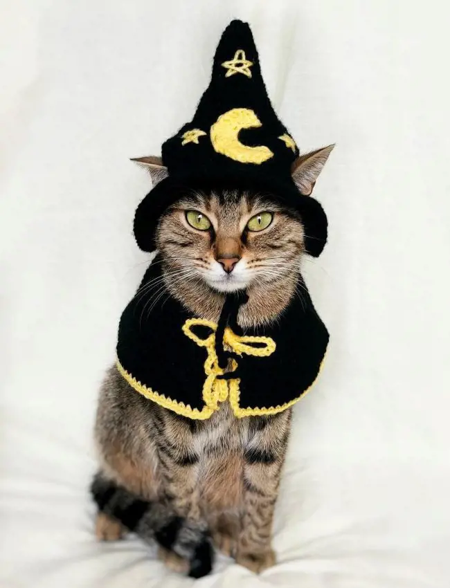 Cat cosplaying a wizard from the Harry Potter universe