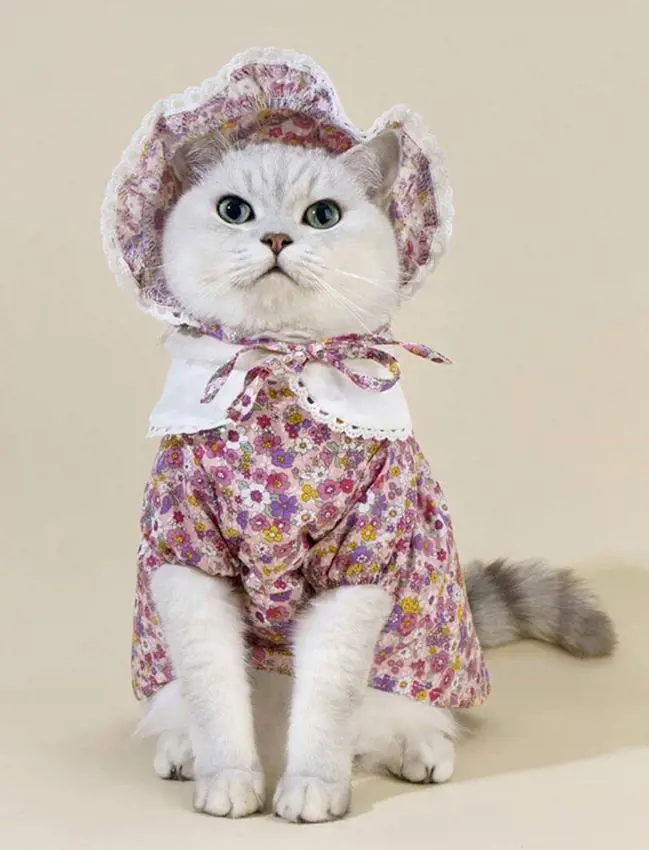 Cat dressed up in a traditional women's outfit