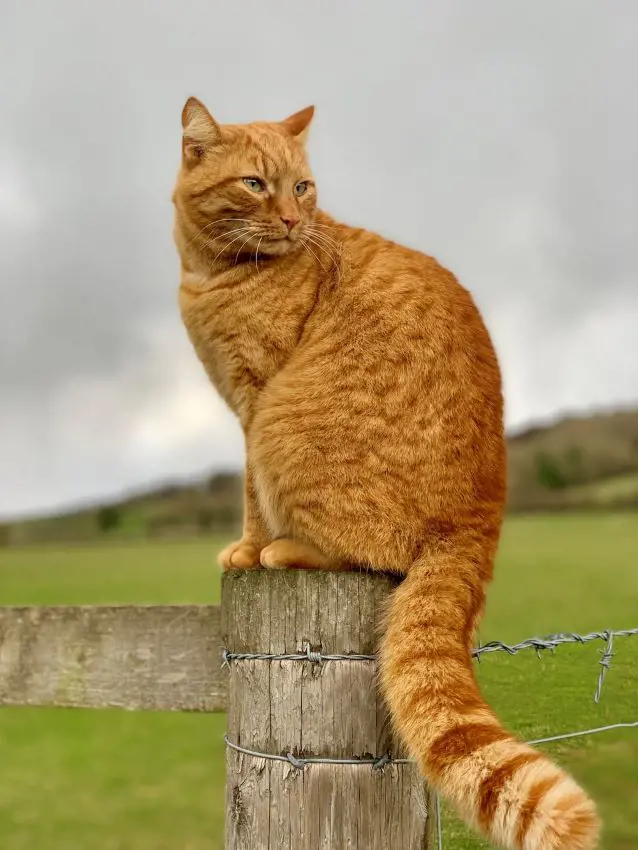 Fully-grown orange cat resting on a barbed fence