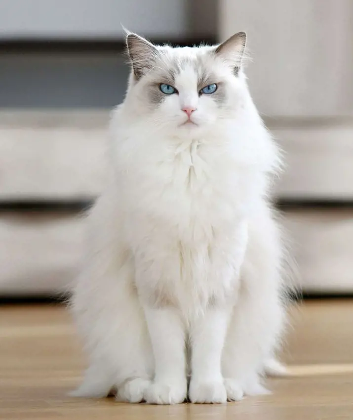 Big white cat looking majestic and confrontational