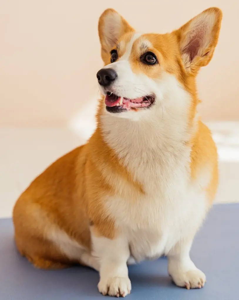 175+ Corgi Dog Names (With Meanings)