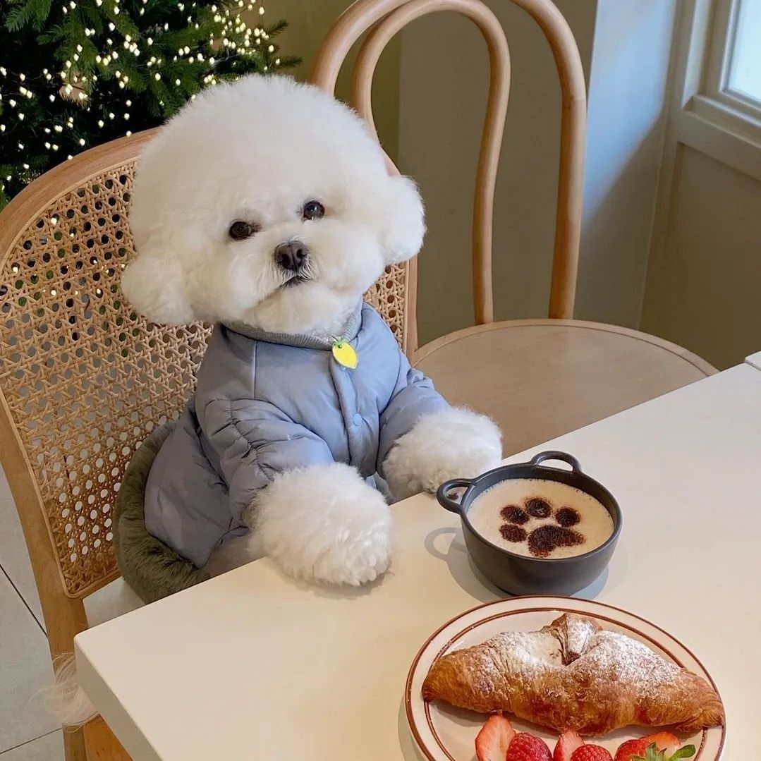 A well groomed and dressed Bichon Frises ready for dinner at the table. 