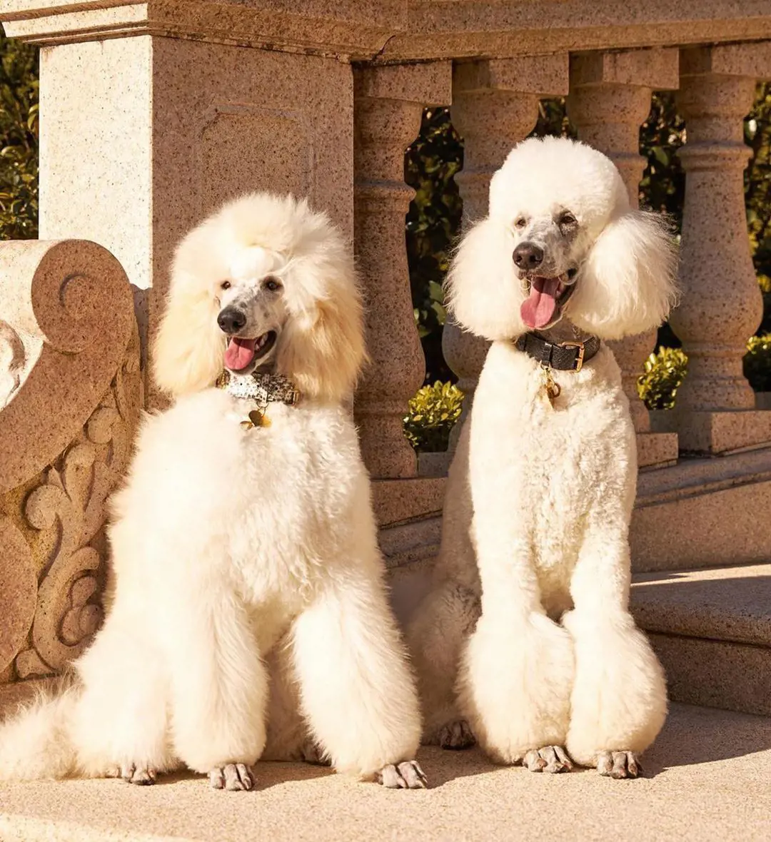 Two white standard poodle sitting in the stairways together. 