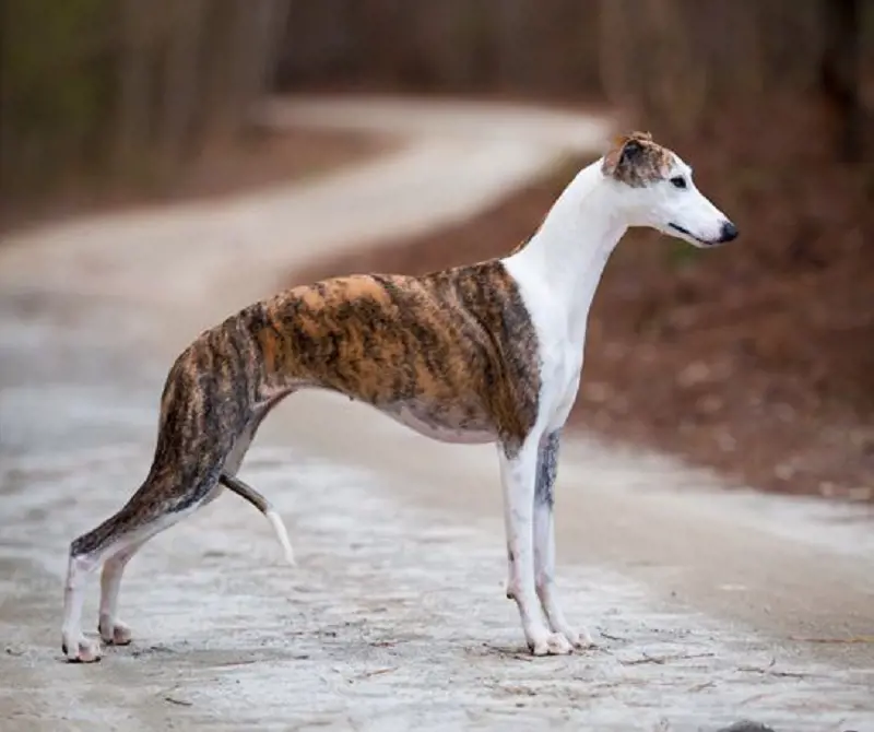 A white, black, and orange Whippet standing in the woods with its tail tucked between its legs. 